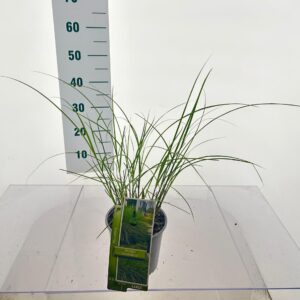 Miscanthus sinensis Gracillimus Miscanthus sin. 'Gracillimus'
(1 Plants/Order)(17cmP 45cmH)