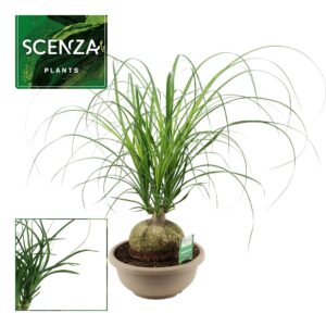 Nolina recurvata Beaucarnea ball 25 cm
(1 Plants/Order)(25cmP 55cmH)