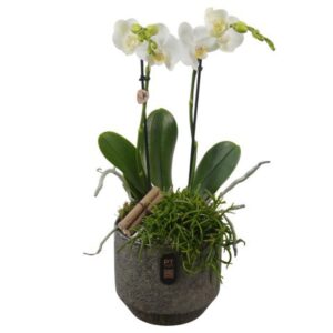 Indoor plants PTIB5348 Arrangement Indoor in Ceramics Pot
(3 Plants/Order)(16cmP 48cmH)