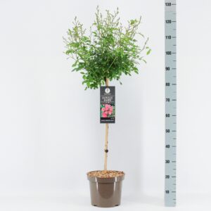 Rosa Spelarosa Lovely Fairy Rosa (P) Lovely Fairy ®, stam 70, C7.5
(1 Plants/Order)(26cmP 100cmH)