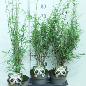 Fargesia Black Pearl Fargesia 'Black Pearl' P19
(3 Plants/Order)(19cmP 100cmH)