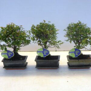 Bonsai Sageretia theezans, 15cm., broom, with drip tray
(10 Plants/Order)(15cmP 25cmH)