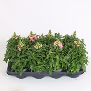 Antirrhinum majus other Antirrhinum majus pink white
(8 Plants/Order)(12cmP 35cmH)