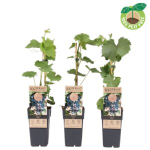 Vitis vinifera Mika', P15 (extra winterhard)
(10 Plants/Order)(15cmP 50cmH)