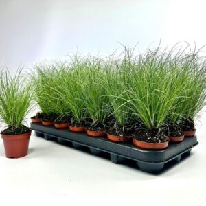 Carex comans Frosted Curls Carex Frosted Curls p8
(21 Plants/Order)(8cmP 20cmH)