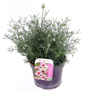 Rhodanthemum hosmariense Fr Rhodanthemum Zagore Orange
(8 Plants/Order)(13cmP 30cmH)