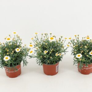 Argyranthemum La Rita Compact White Argyranthemum frutescens La Rita White
(12 Plants/Order)(10.5cmP 25cmH)