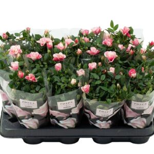 Rosa Piia Nolina Roses Ø 7 cm. Piia
(16 Plants/Order)(7cmP 20cmH)