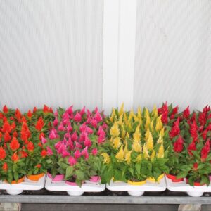 Celosia Kelos Fire Celosia Kelos mix laag
(12 Plants/Order)(12cmP 30cmH)