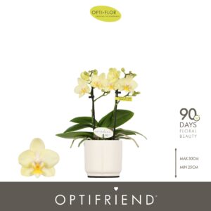 Phalaenopsis Multiflora Optifriend Sara 2 spike in Piemonte White
(6 Plants/Order)(7cmP 25cmH)