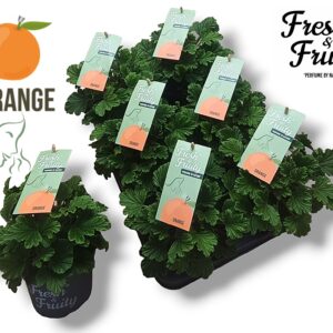Pelargonium Welrieke Pel. Fresh&Fruity® Orange Fresh
(8 Plants/Order)(12cmP 25cmH)