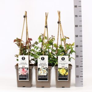 Rosa pink Classics heester (H) mix, C5, 4 stok 75 cm
(1 Plants/Order)(23cmP 75cmH)