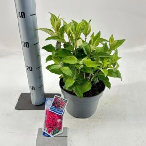 Buddleja Butterfly Candy mixed Buddleja d. Butt. Candy® Little Bubblegum
(1 Plants/Order)(19cmP 40cmH)