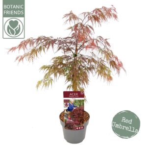 Acer palmatum Garnet Acer palm. 'Garnet'
(1 Plants/Order)(19cmP 65cmH)
