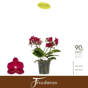 Phalaenopsis Multiflora Freedanzo Sparrow 3-5 spike
(6 Plants/Order)(12cmP 40cmH)