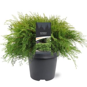 Microbiota decussata Microbiota decussata
(1 Plants/Order)(23cmP 40cmH)