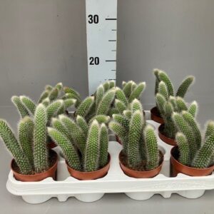 Cactus Hildewintera colademonis
(12 Plants/Order)(9cmP 15cmH)