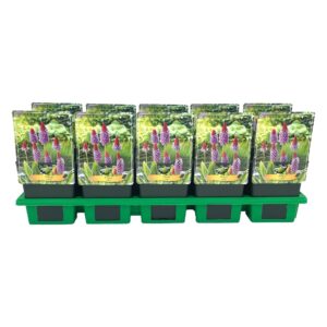 Primula vialii Primula vialli P11
(10 Plants/Order)(11cmP 25cmH)