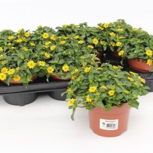 Sanvitalia Yellow Beauty Sanvitalia Procumbens
(8 Plants/Order)(13cmP 15cmH)