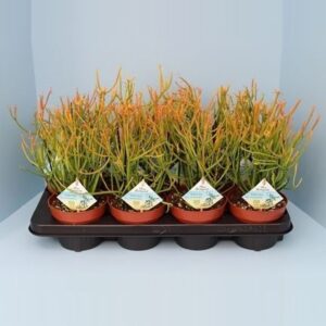 Euphorbia Tirucalli Bio Euphorbia tirucalli stramineus 50-STRAM13
(8 Plants/Order)(13cmP 30cmH)