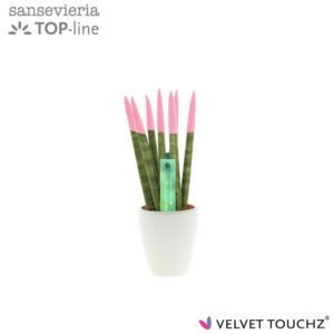 Sansevieria Cylindrica Sansevieria VELVET TOUCHZ® Pastel pink in Ceramics Osaka
(16 Plants/Order)(6cmP 20cmH)