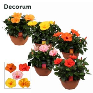 Hibiscus Sunny Decorum Hibiscus mix 26cm SCHAAL
(10 Plants/Order)(26cmP 35cmH)