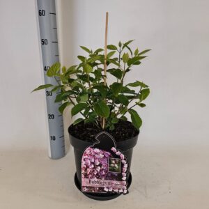 Hydrangea arborescens Hydrangea arb. Bubblegum
(1 Plants/Order)(26cmP 85cmH)