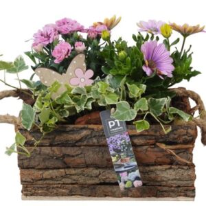 Perkgoed Arrangementen PTPP6993 Arrangement Patio in houten bak
(3 Plants/Order)(24cmP 24cmH)