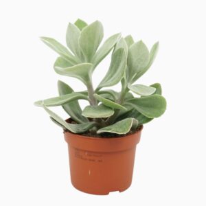 Senecio Senecio medley 10,5 cm
(10 Plants/Order)(10.5cmP 18cmH)
