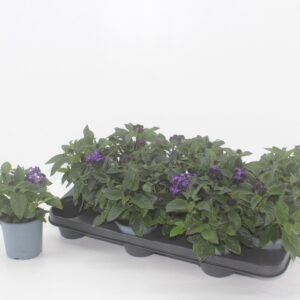 Heliotropium Heliotropium
(12 Plants/Order)(10.5cmP 20cmH)