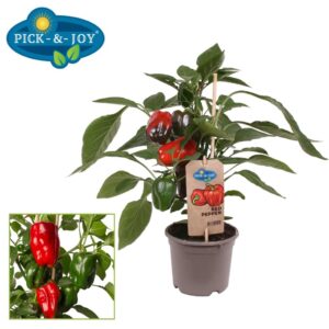 pepper PICK-&-JOY® Red Pepper
(4 Plants/Order)(14cmP 45cmH)