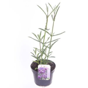 Verbena bonariensis Verbena bonariensis
(8 Plants/Order)(13cmP 30cmH)