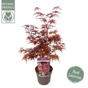 Acer palmatum Skeeters Broom Acer palm. 'Skeeter's Broom'
(1 Plants/Order)(19cmP 65cmH)