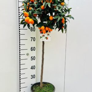 Fortunella margarita Citrus Kumquat Nagami on stem
(1 Plants/Order)(25cmP 110cmH)