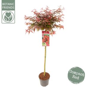 Acer palmatum Shaina Acer palm. 'Shaina'
(1 Plants/Order)(24cmP 150cmH)