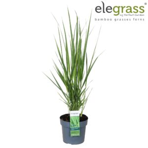 Panicum virgatum Panicum virgatum 'Northwind' P19
(1 Plants/Order)(19cmP 100cmH)