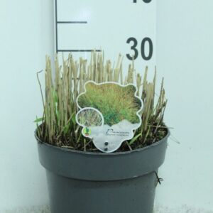 Panicum virgatum Panicum virgatum 'Shenandoah' P23
(1 Plants/Order)(23cmP 30cmH)