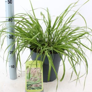 Pennisetum alopecuroides Pennisetum alopecuroides 'Red Head'
(1 Plants/Order)(23cmP 35cmH)