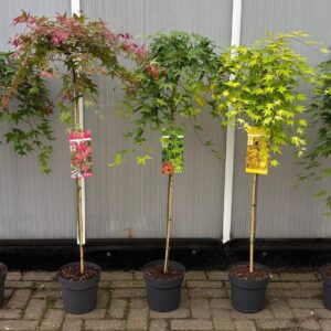 Acer palmatum Acer palm. diverse mix
(1 Plants/Order)(24cmP 120cmH)