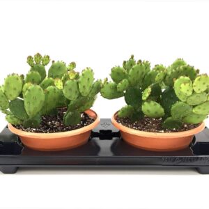 Opuntia humifusa OPUNTIA HUMIFUSA SCHAAL 23.0
(2 Plants/Order)(23cmP 16cmH)