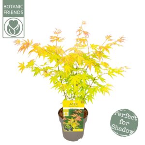 Acer palmatum Orange Dream Acer palm. 'Orange Dream'
(6 Plants/Order)(15cmP 45cmH)