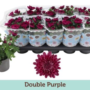 Chrysanthemum Mount Tourmalet Chrysanthemum Double Purple
(10 Plants/Order)(12cmP 25cmH)