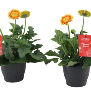 Gerbera Garvinea Sweet Blaze Gerbera Garvinea Sweet Blaze
(6 Plants/Order)(15cmP 35cmH)