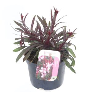 Gaura Gaudi pink Gaura lind. Gaudi pink
(8 Plants/Order)(13cmP 20cmH)