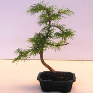 Pseudolarix amabilis Pseudolarix amabilis 15 cm shape
(8 Plants/Order)(15cmP 30cmH)