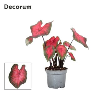 Caladium Caladium Postman Joyner Decorum
(6 Plants/Order)(13cmP 25cmH)