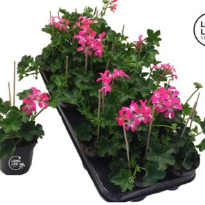 Pelargonium Balkon pink LongLife Peltatum Balkon Pink
(8 Plants/Order)(10.5cmP 25cmH)