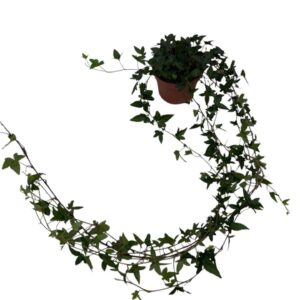 Hedera Shamrock Hedera helix Shamrock - medium long
(10 Plants/Order)(13cmP 80cmH)