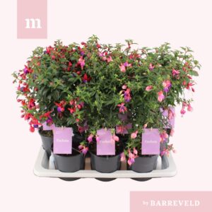 Fuchsia Fuchsia stam mixtray
(7 Plants/Order)(14cmP 50cmH)