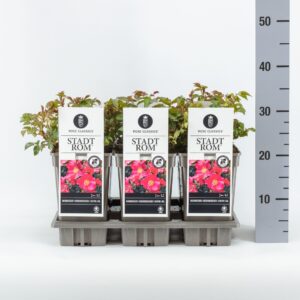 Rosa Meisterstücke - Stadt Rom Rosa (P) Stadt Rom ®, C3
(6 Plants/Order)(17cmP 20cmH)